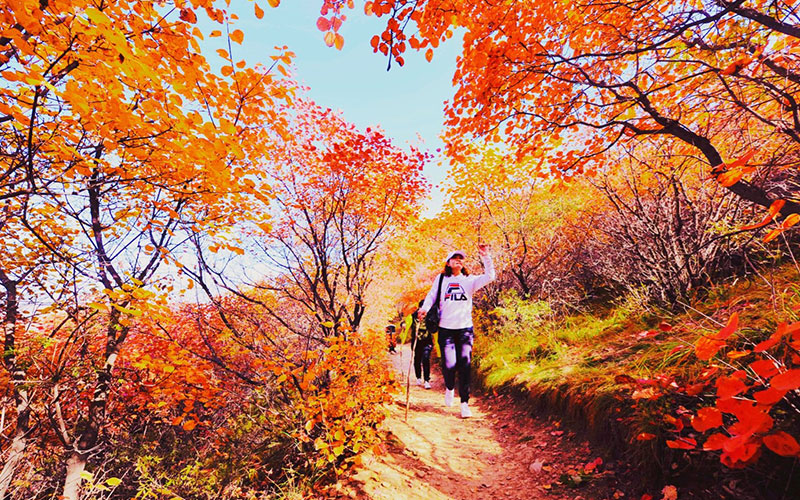 金沙河佛照山秋季漫山紅葉，供游客免費觀賞